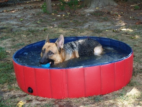 Baignoire portative d'animal familier de PVC gonflable, chien baignant le baquet